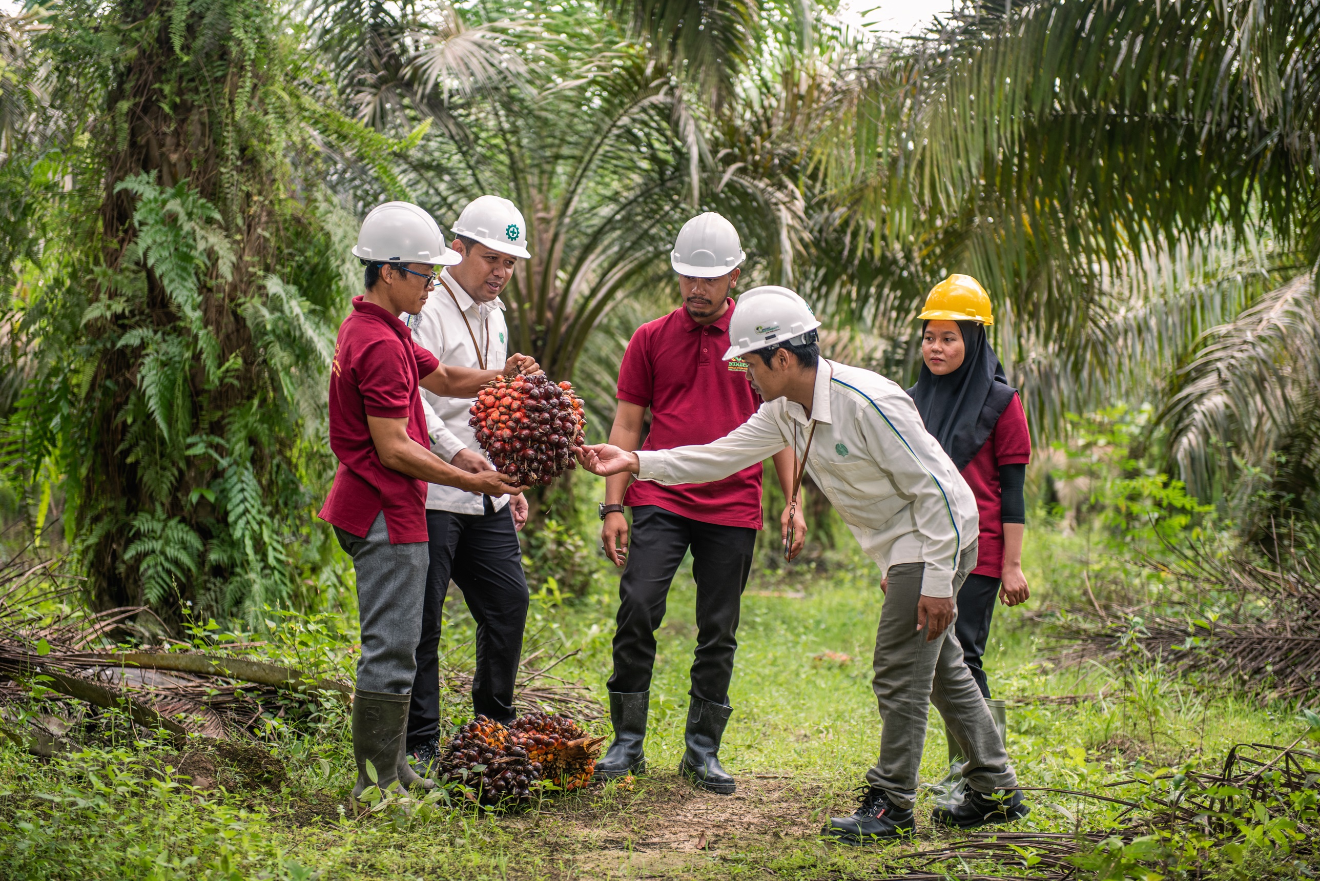 Sawit Sumbermas Sarana (SSMS) Emiten Sawit yang Terintegrasi