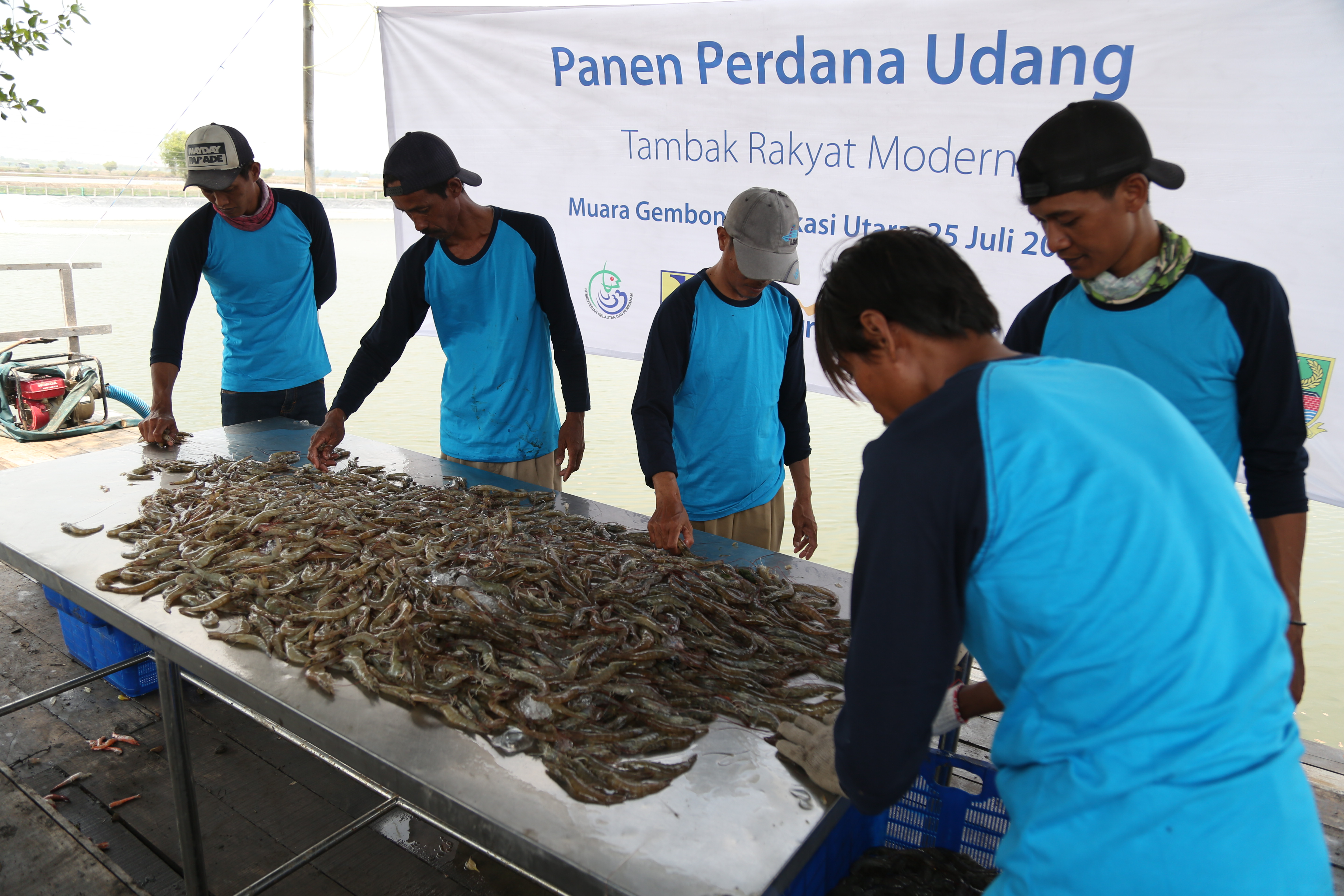 Panen Perdana Tambak Percontohan Perhutanan Sosial Muara Gembong