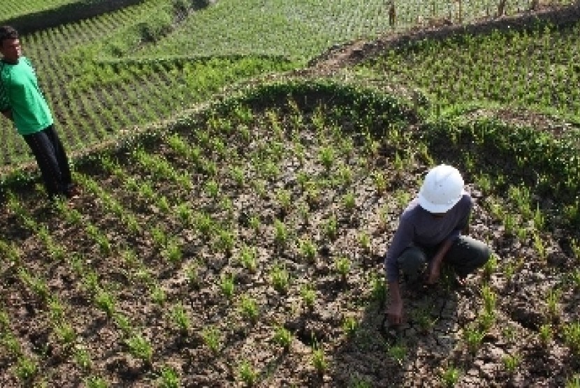 Radar Pemerintah Dipertajam Awasi Daerah yang Berpotensi Terserang Puso