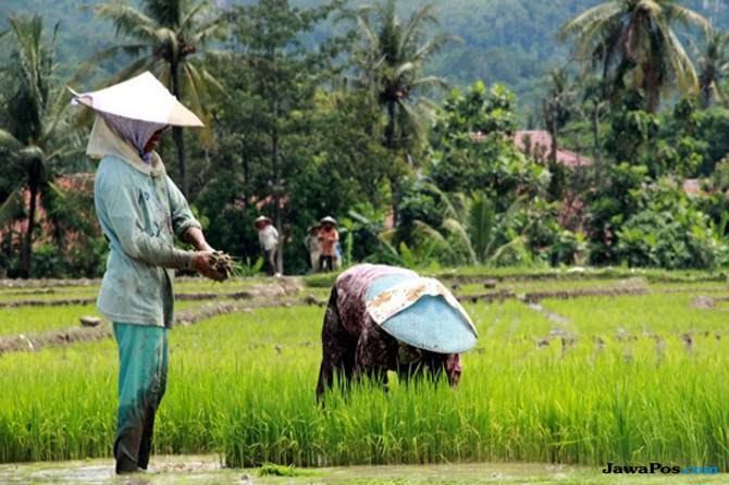 Makin Banyak Petani yang Menyadari Besarnya Manfaat Asuransi Pertanian