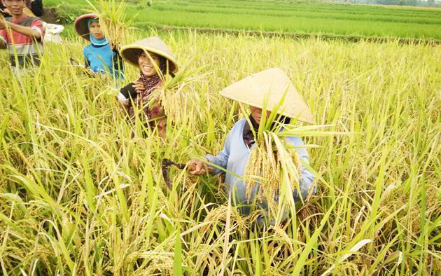 Kata Mentan, Para Petani Harus Bekerja Lebih Keras Lagi, Kalau Perlu 24 Jam Sehari