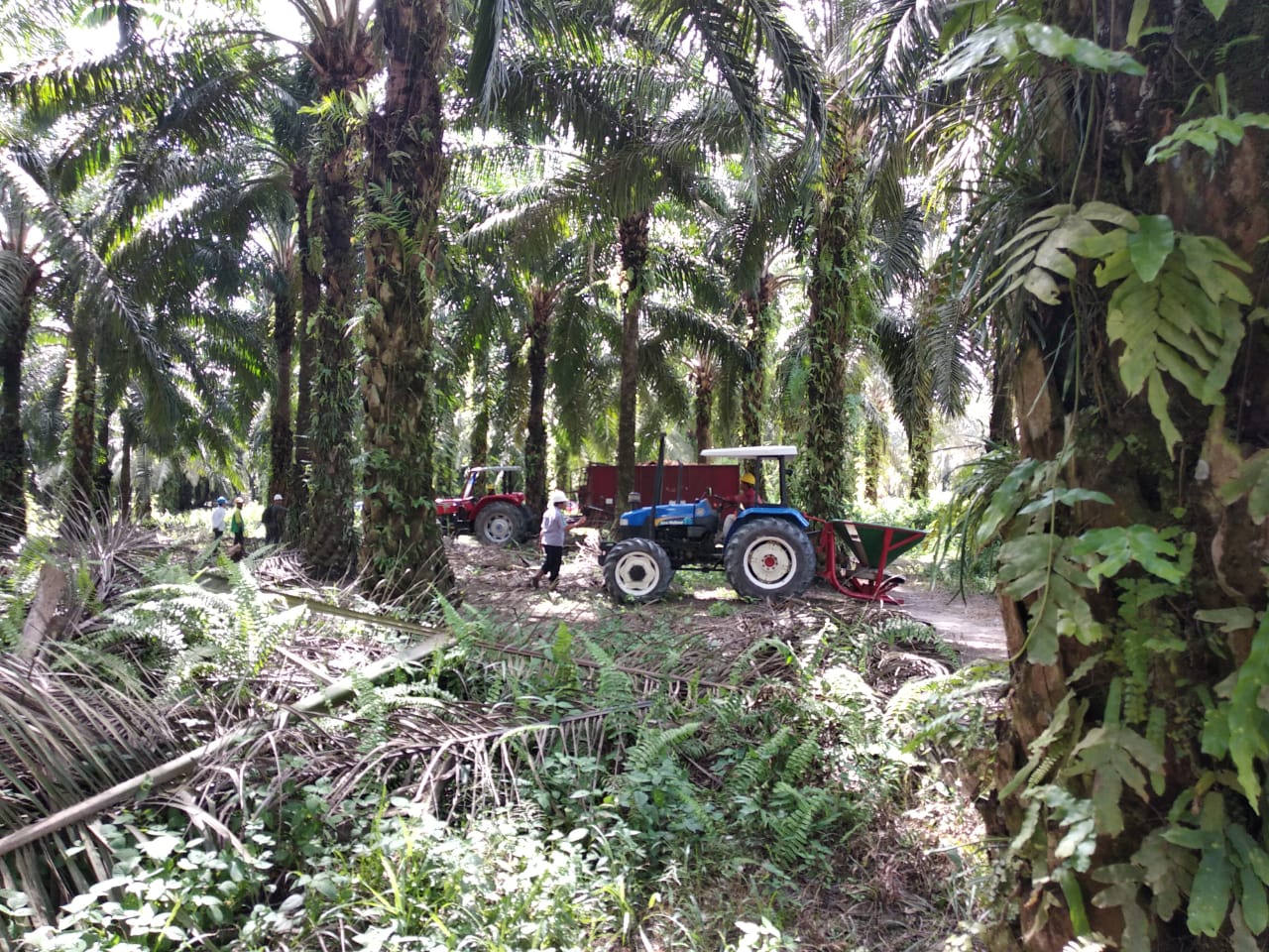 Siapkan Roadmap Hilirisasi Produk Sawit, Tekad Indonesia jadi Penentu Harga CPO Global