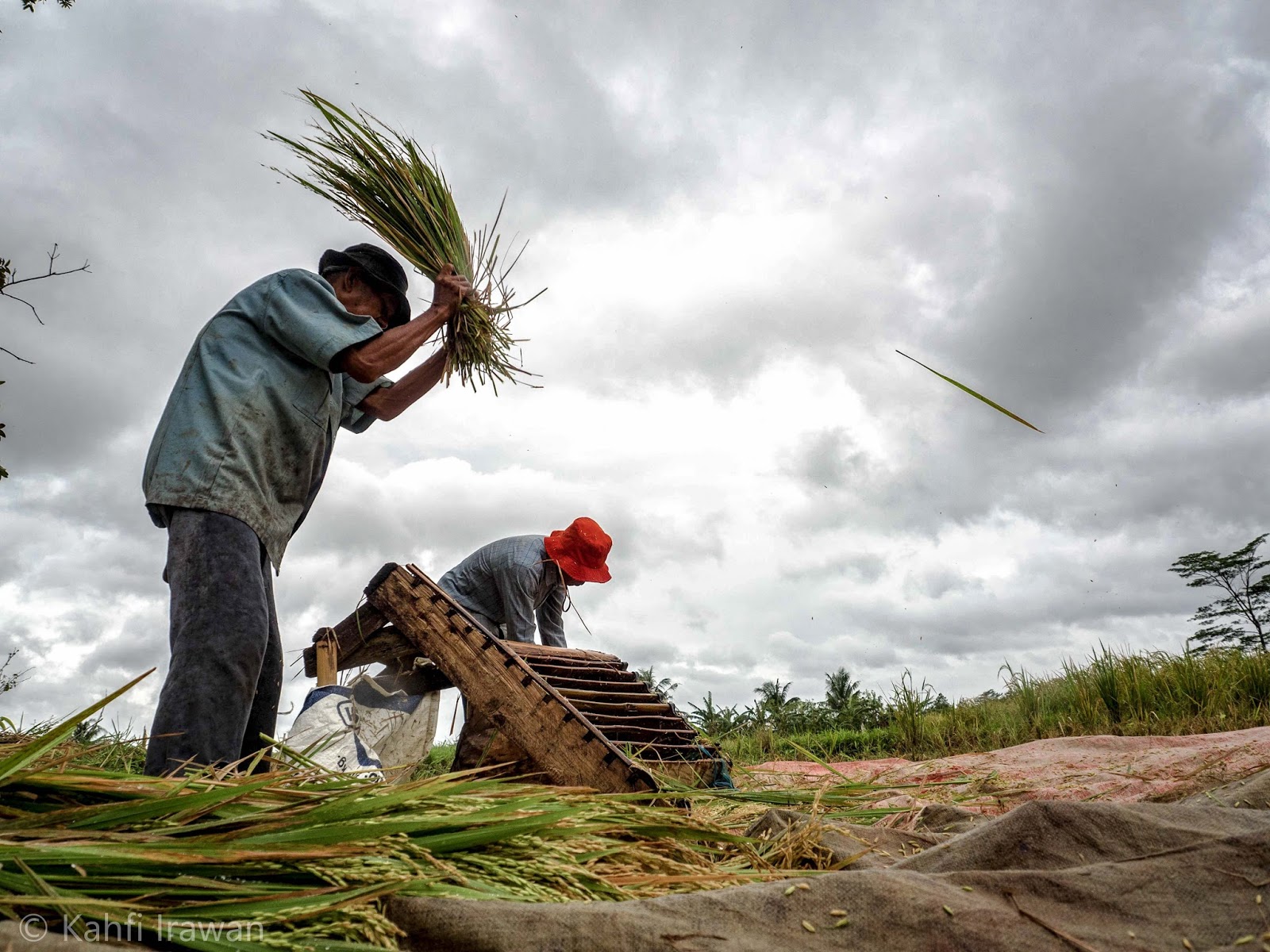 Upah Buruh Tani Nasional Oktober 2021 Naik 0,08 Persen