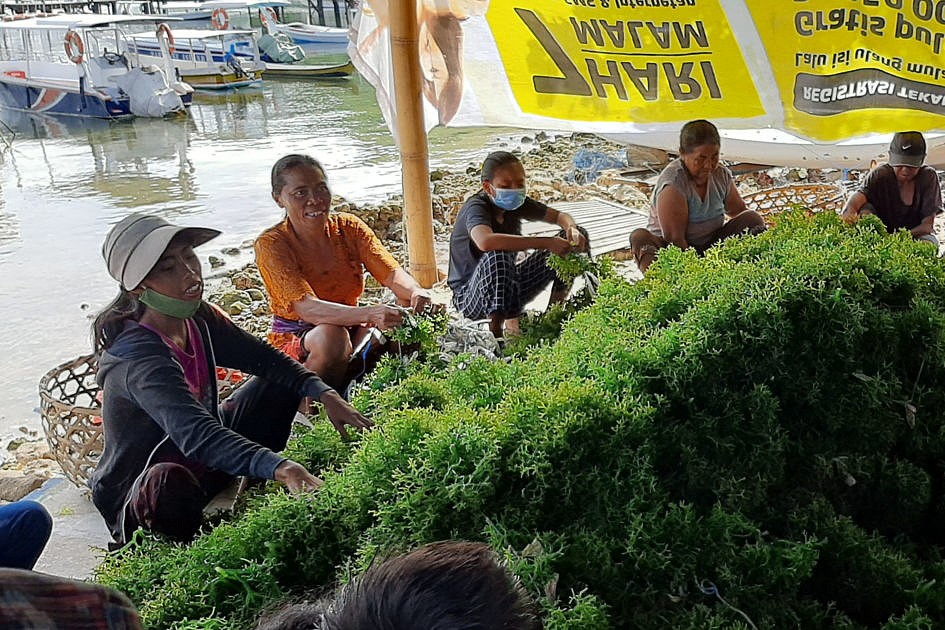 Pembangunan Berbasis Ekonomi Biru, KKP Manfaatkan Rumput Laut  Sebagai Penggerak