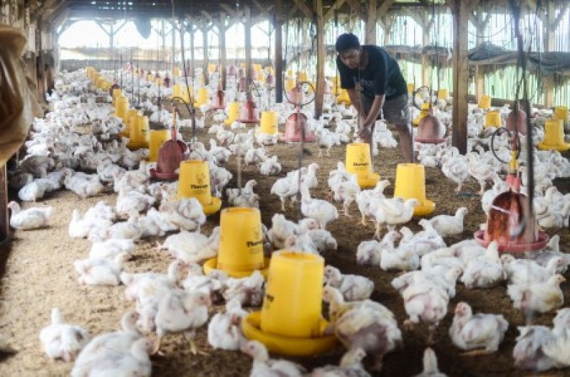 Kemendag Dukung Industri Perunggasan Isi Pasar Ekspor Ayam ke Singapura
