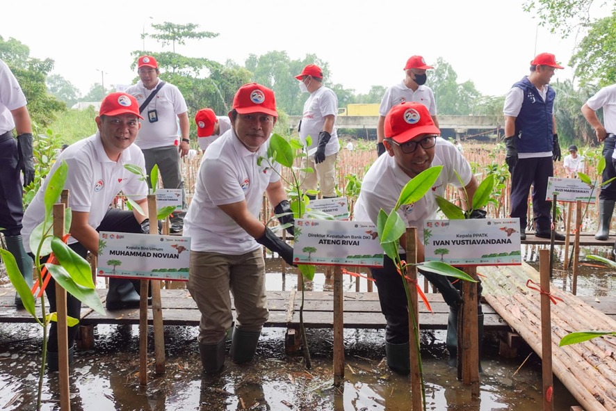 Program CSR Bank DKI, Penanaman 5 Ribu Bibit Mangrove di Ekowisata Pantai Indah Kapuk