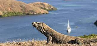 Tarif Baru Masuk Pulau Komodo Rp3,7 Juta Ditunda Hingga 1 Januari 2023, Ini Langkah NTT