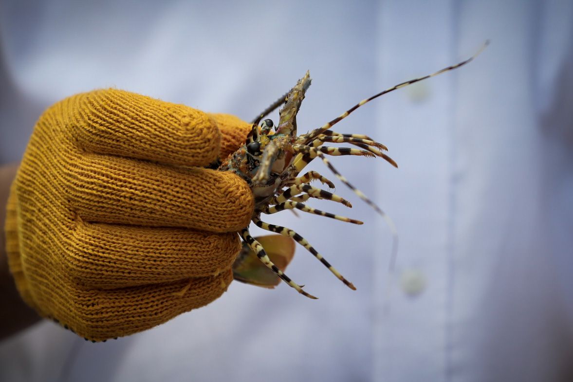 Lobster Buton Tengah Sangat Potensial, Butuh Sentuhan Inovasi, dan Riset