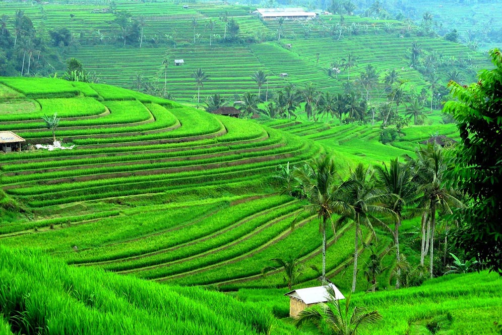 Di Kota Batu, Mentan Minta KTNA Ikut Rumuskan Rekomendasi Penguatan Produksi Pangan