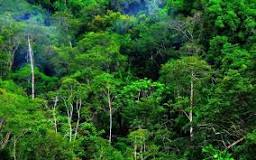 Indonesia Punya Hutan Tropis 125 Juta Hektar, OJK Mantap Godok Inisiatif Pasar Karbon