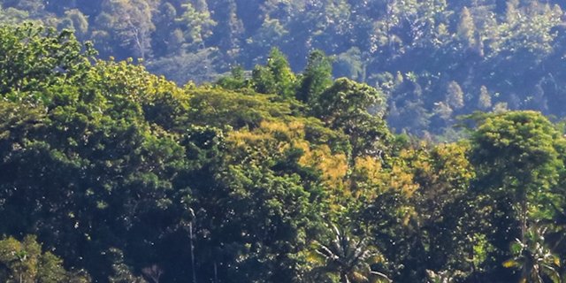 Setiap Tahun Aceh Kehilangan 10 Ribu Hektare Hutan, Wali Nanggroe Catat Penyebabnya