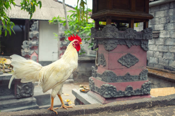 Turis di Bali Bikin Petisi Protes Suara Kokok Ayam, Begini Tanggapan Gubernur Koster 