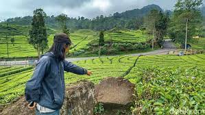 Polisi Sudah Tangkap Perempuan Pemeran Video Syur di Kebun Teh Ciwedey