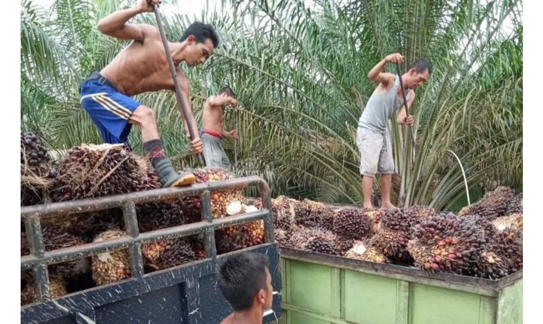 Pembiayaan Perbankan Diperluas Untuk Genjot Produksi Sawit Nasional