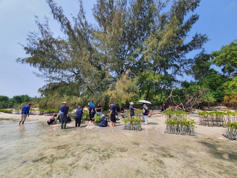 Dukung Emisi Karbon, BRI Tanam Lagi Bibit Mangrove di Pulau Tidung