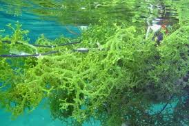 Catat! Menko Luhut Ungkap Potensi Hilirisasi Rumput Laut Bisa Lebih Besar Dibanding Nikel