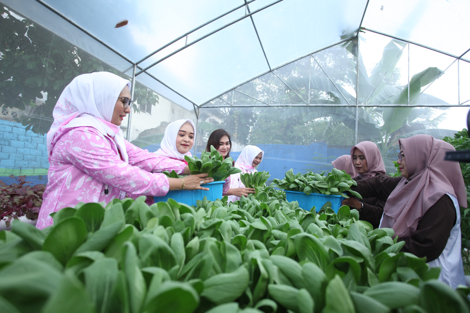 Didukung oleh BRInita, Mari Intip Kegiatan Bertani di Tengah Kota Medan