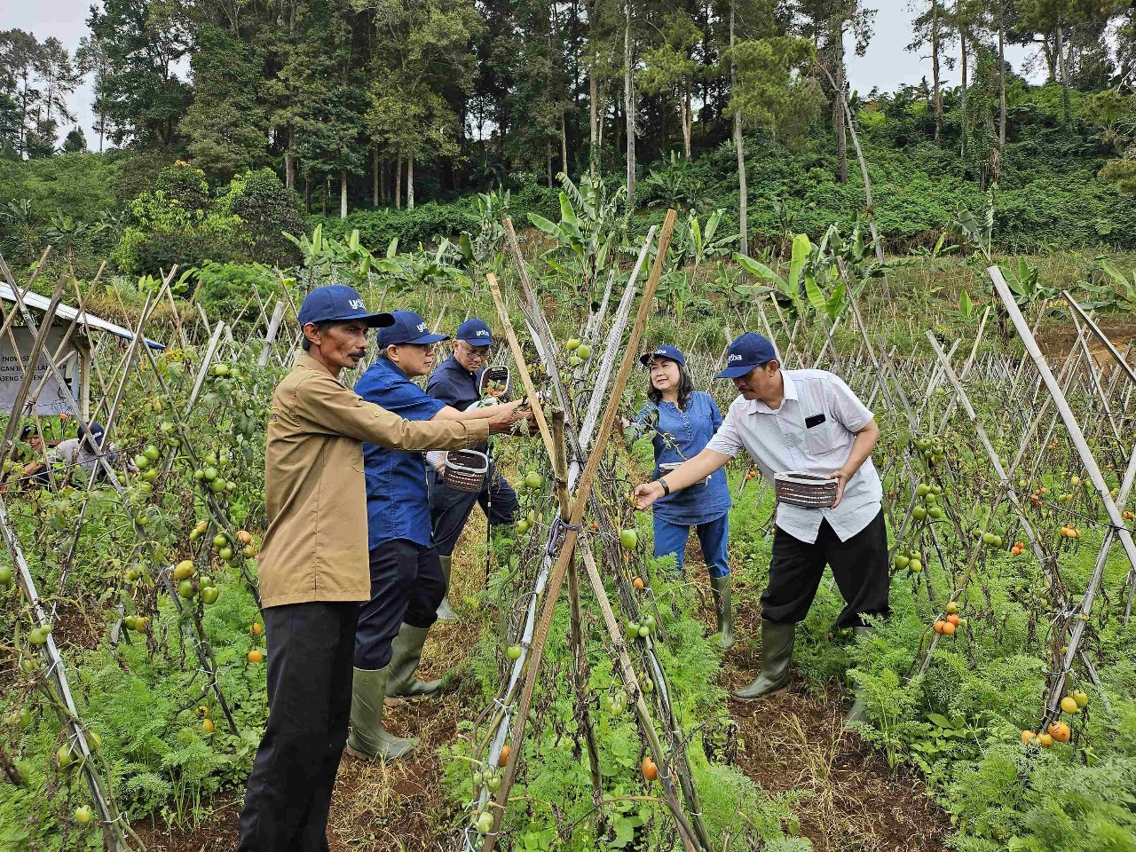 Astra Melalui YDBA Kembangkan UMKM Pertanian di Puncak Dua Bogor