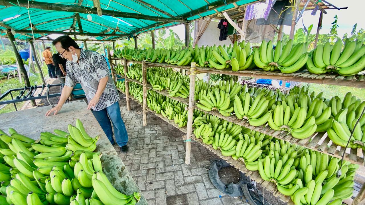 Ini Kisah Sukses Petani Pisang Cavendish Binaan BRI (BBRI) di Pasuruan