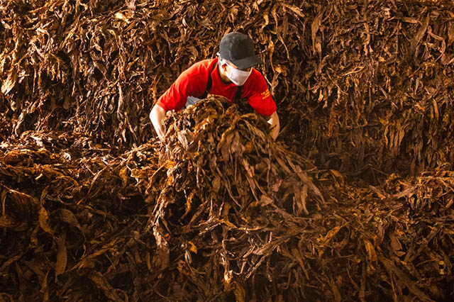 Indonesian Tobacco (ITIC) Sebar Dividen Rp5 per Lembar, Cek Detailnya