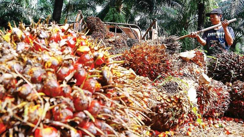 Emiten Sawit TP Rachmat (TAPG) Gandeng Aisin Garap Produksi Biokokas