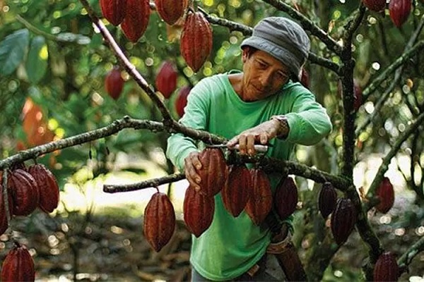 Kebun Rakyat Akan Dilibatkan untuk Dongkrak Produksi Kakao Lokal