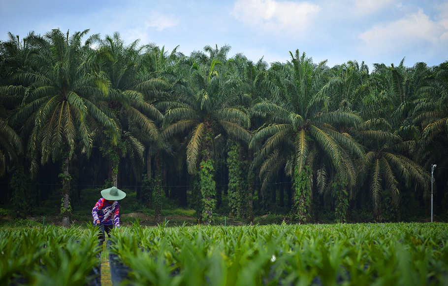 FAP Agri (FAPA) Raih Setoran Dividen Anak Usaha  Rp116,85M