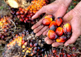 Pacu Nilai Tambah Industri Kelapa Sawit, Ini Langkah Menperin