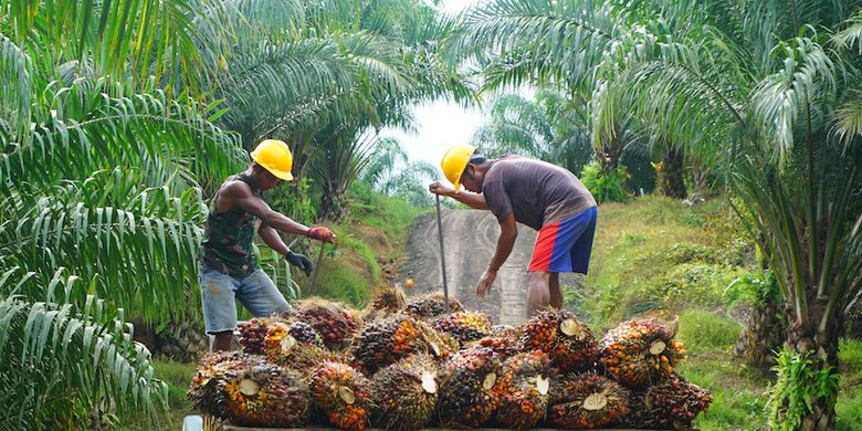 Kelapa Sawit Potensial Jadi Bahan Bakar Penerbangan Berkelanjutan