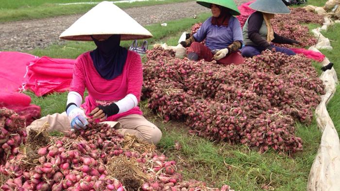 Nilai Tukar Petani Agustus Naik Tipis, Usaha Rumah Tangga Turun