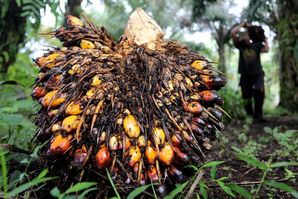 Keluar RSPO, Ini Penjelasan Bakrie Sumatera Plantations (UNSP)