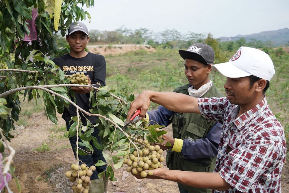 Periksa! Ini Strategi SIG Dongkrak Kesejahteraan Petani Rembang