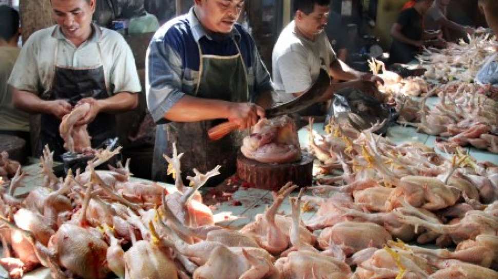 Ditinggal Malaysia, Singapura Krisis Daging Ayam, Ini yang Dilakukan Indonesia