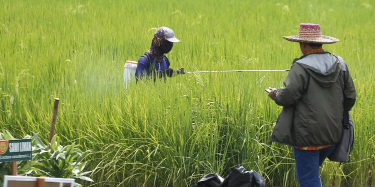 Pemerintah Siapkan Subsidi Pupuk Rp25 Triliun, Untuk 16 Juta Petani 9 Komoditas