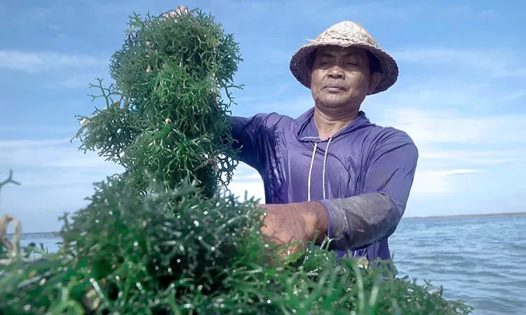 Pemberdayaan BRI Tingkatkan Skala Usaha Klaster Rumput Laut Semaya